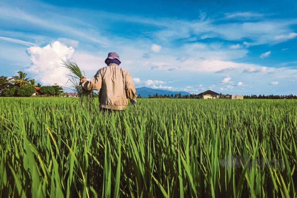 Kenaikan subsidi harga padi khabar gembira buat pesawah di Kedah