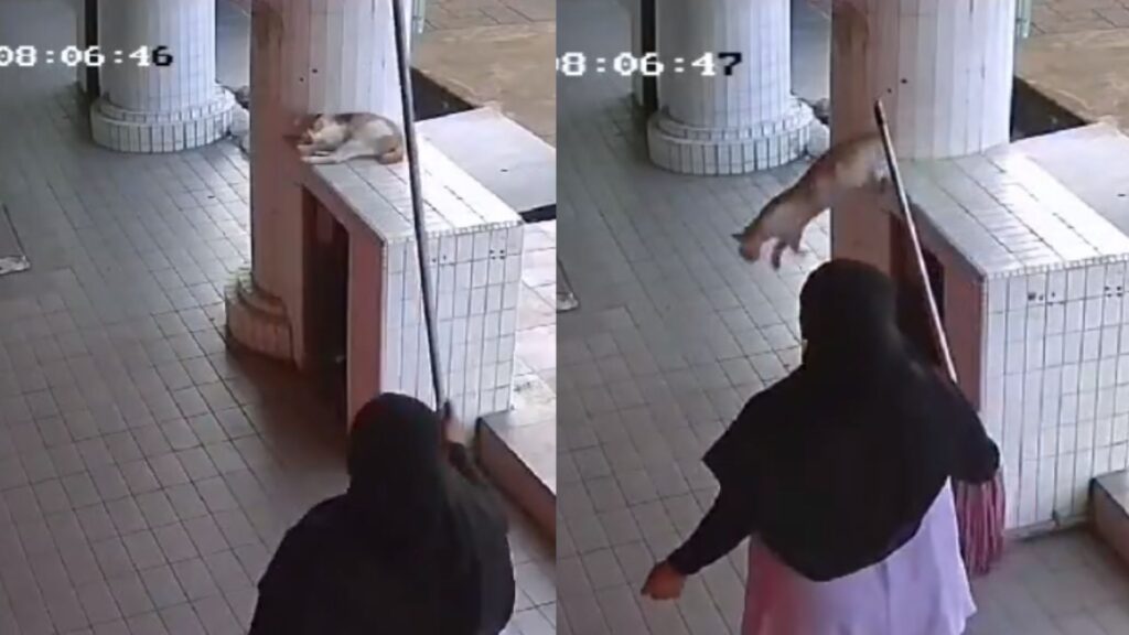 ‘Apa salah kucing tu dengan dia?’, pekerja halau kucing timbulkan persoalan netizen