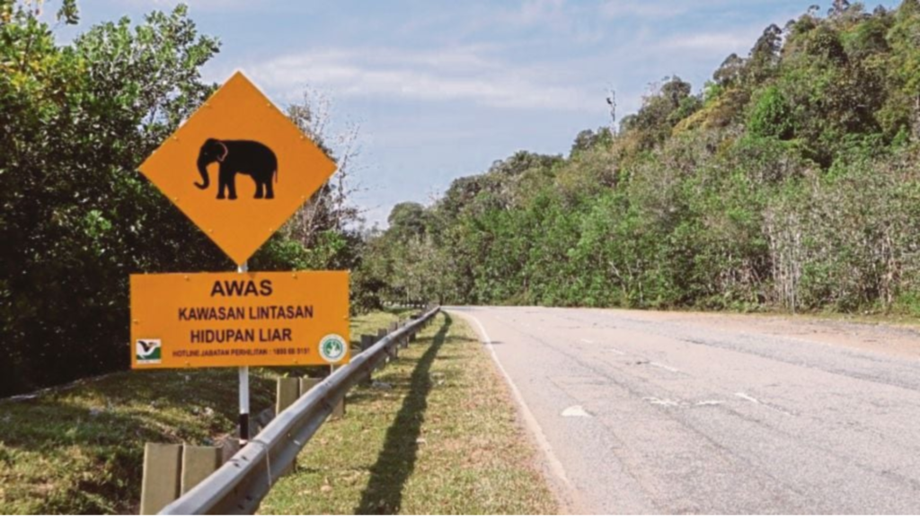 Jangan panik! Ini perkara perlu tahu jika ‘terserempak’ dengan gajah liar