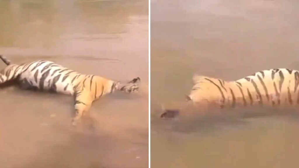 Video harimau ditemui mati di Sungai Dabong cetus spekulasi warganet